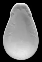 Asia Shape | G. Wooliscroft (& Co.) | Relish Dish | Item | 002