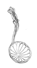 Ceres Shape | Elsmore & Forster | Soup Tureen Ladle | ItemDrw | 001