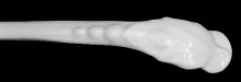Chinese Shape | T. & R. Boote | Ladle (Sauce, Soup, or Chowder) | Item | 001