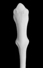 Gothic_Unspecified_Sauce Ladle_Handle_008