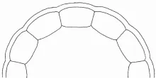 Paris Shape_Unspecified_Plate_ItemDrw_001